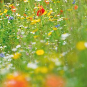 Wild Flower Seed